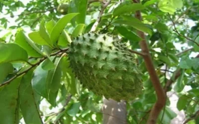 Inilah Manfaat dan Khasiat Daun Sirsak