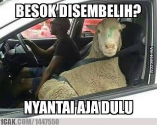 64 Gambar Kata Kata Hewan Gokil Gratis Terbaru