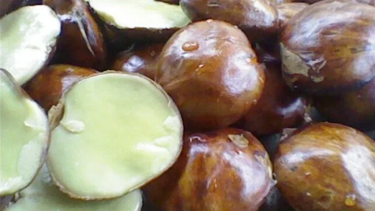 Manfaat Luar Biasa Dibalik Jengkol