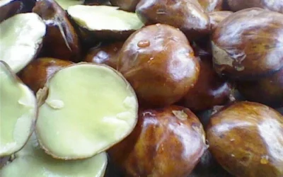 Manfaat Luar Biasa Dibalik Jengkol
