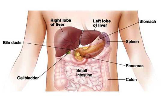 Penyakit Liver -  Pengertian, Penyebab, Ciri/ Gejala, Penyembuhan