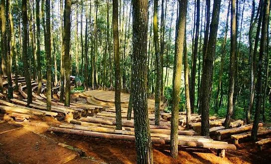 Tempat Wisata di Jogja yang sering digunkanan untuk Selfie dan Pre wedding: Hutan Pinus Imogiri Bantul