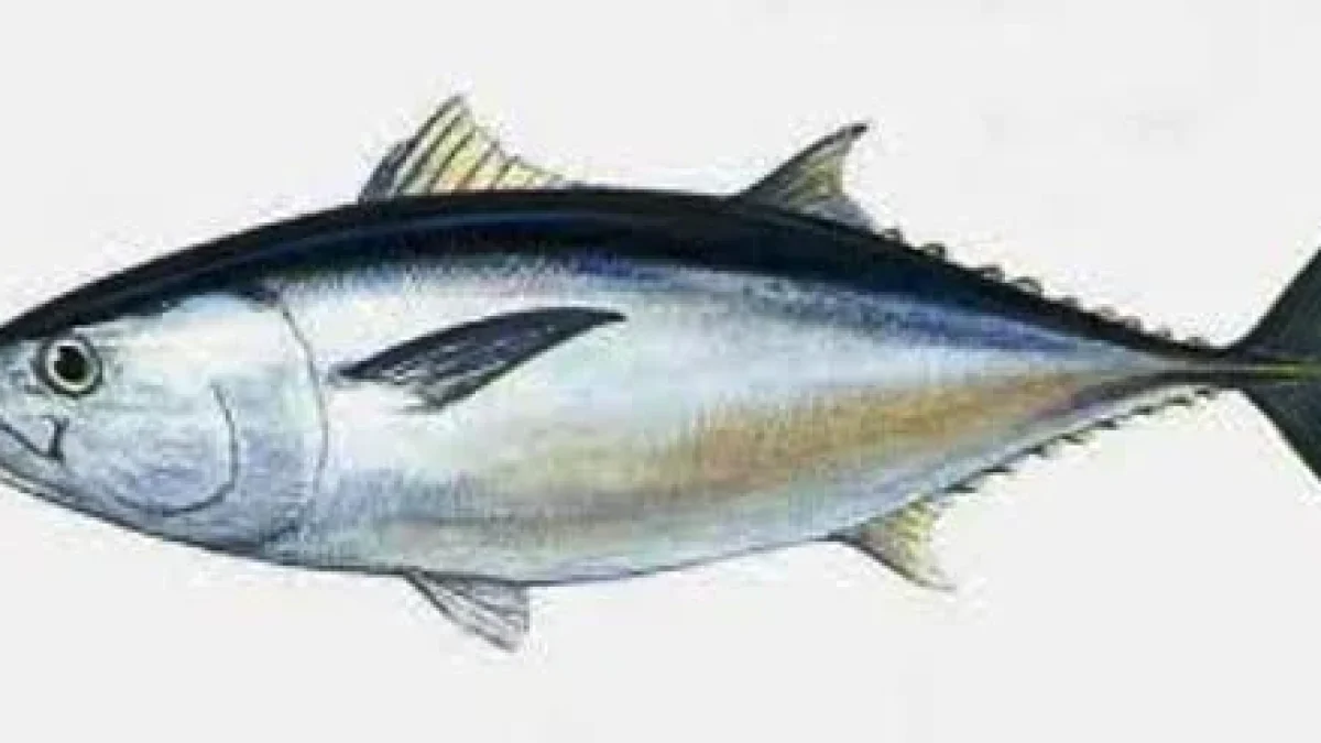 Kandungan Gizi Ikan Tongkol Dan Manfaatnya