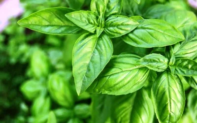 Manfaat Daun Kemangi, Mampu Mengatasi Bau Mulut