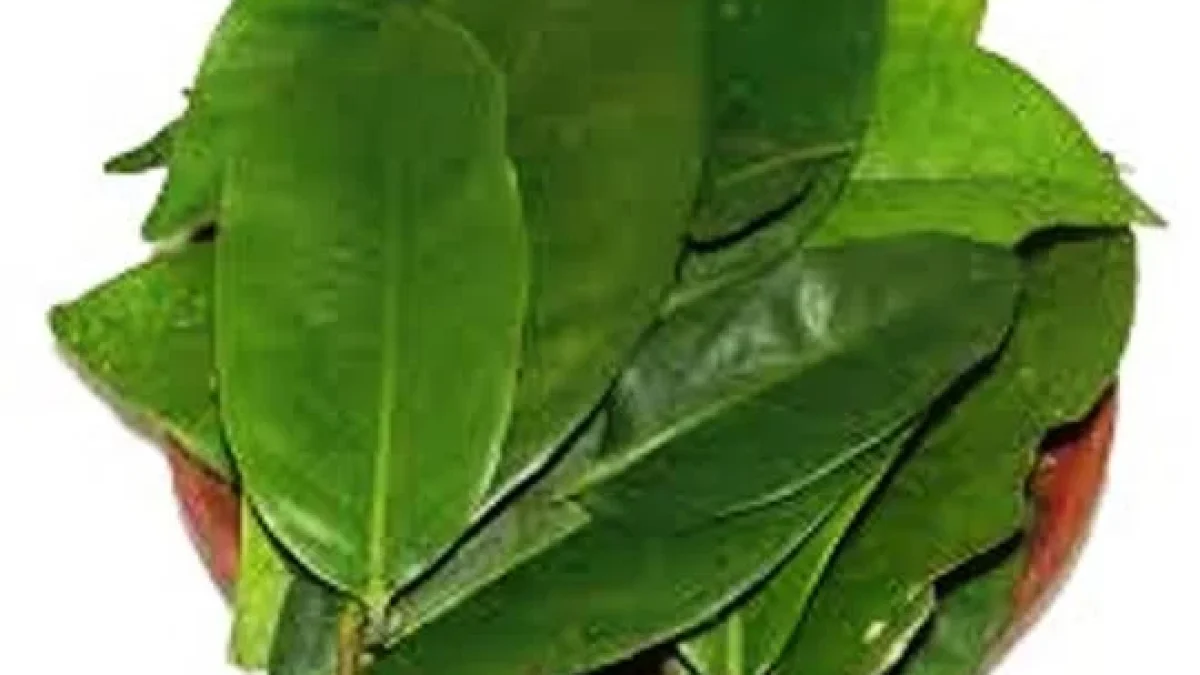 Tetap Cantik Dan Sehat Dengan Daun Salam