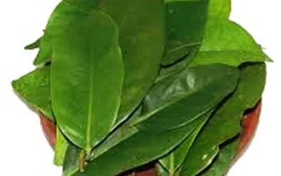 Tetap Cantik Dan Sehat Dengan Daun Salam
