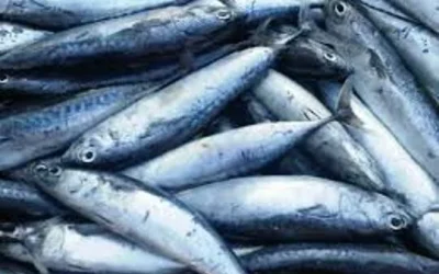 Manfaat Konsumsi Ikan Bagi Kesehatan Tubuh Anda