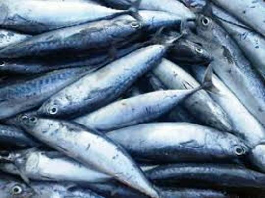 Manfaat Konsumsi Ikan Bagi Kesehatan Tubuh Anda