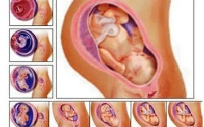 Tahap Perkembangan Janin Tiap Bulan Lengkap