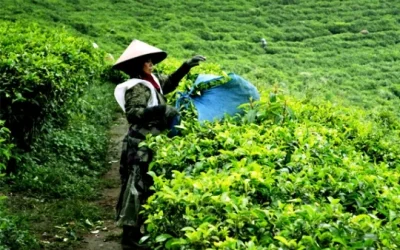 Keindahan Kebun Teh Kemuning Di Kabupaten Karanganyar Jateng