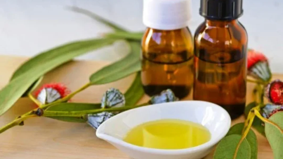 7 Manfaat Minyak Kayu Putih (Cajeput Essential Oil) Paling Ampuh