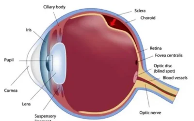 Ablasi Retina. Definisi, Penyebab, Pengobatan