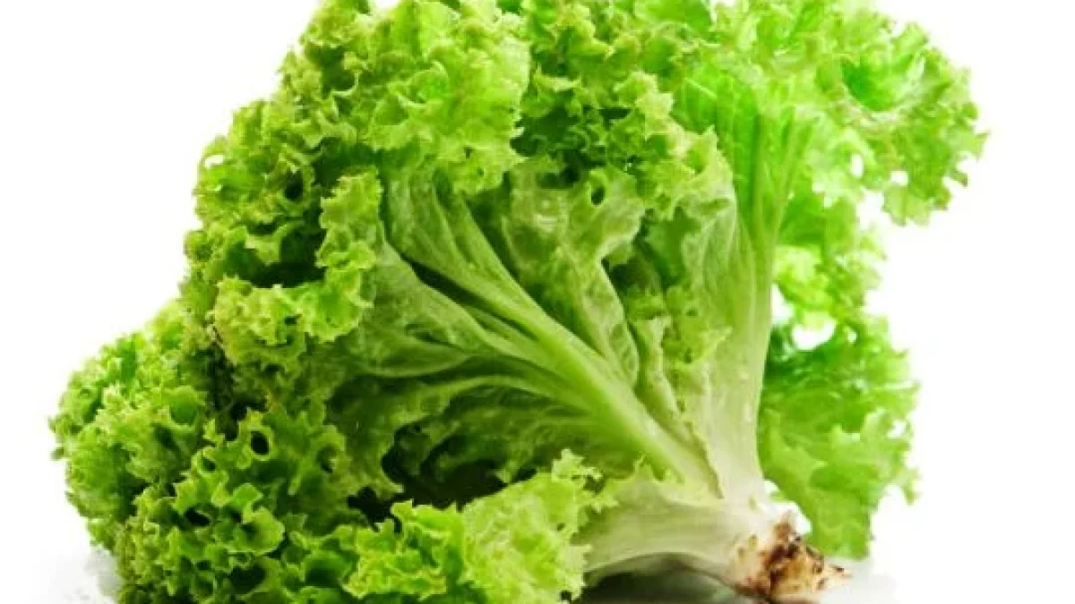 Cantik Dan Sehat Dengan Daun Selada