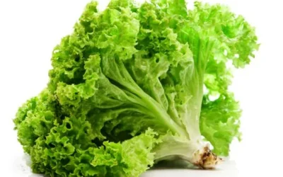 Cantik Dan Sehat Dengan Daun Selada