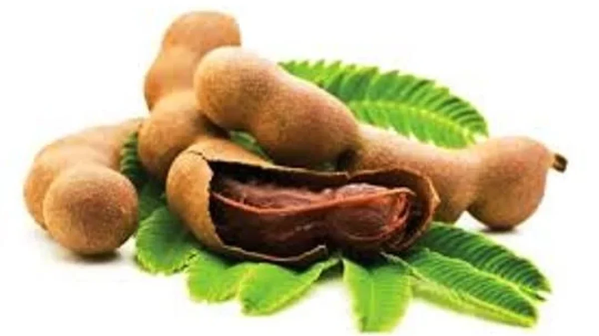 Manfaat Buah ASam Dan Kandungan Nutrisinya Bagi Tubuh