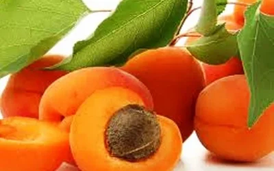 Manfaat Buah Aprikot Bagi Kesehatan.