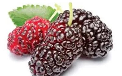 Manfaat Buah Arbei Untuk Kesehatan Dan Kecantikan