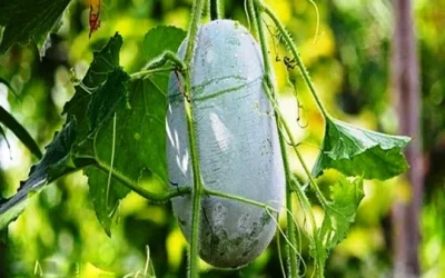 Manfaat Buah Bligo (Kundur) Bagi Kesehatan Dan Kecantikan