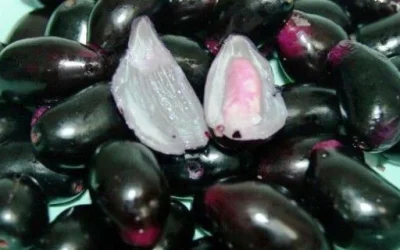 Manfaat Buah Duwet Bagi Kesehatan