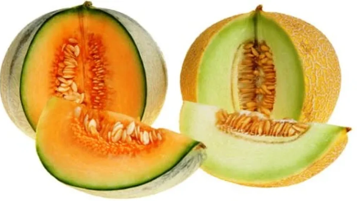 Manfaat Buah Melon Untuk Kesehatan Dan Kecantikan