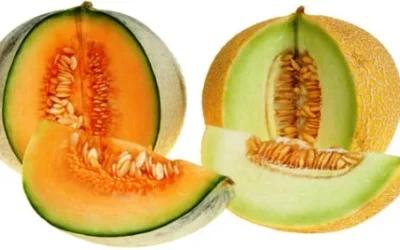 Manfaat Buah Melon Untuk Kesehatan Dan Kecantikan