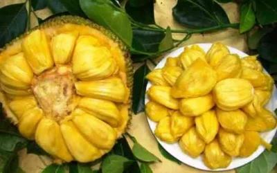 Manfaat Buah Nangka Bagi Tubuh