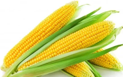 Manfaat Jagung Bagi Kesehatan Tubuh