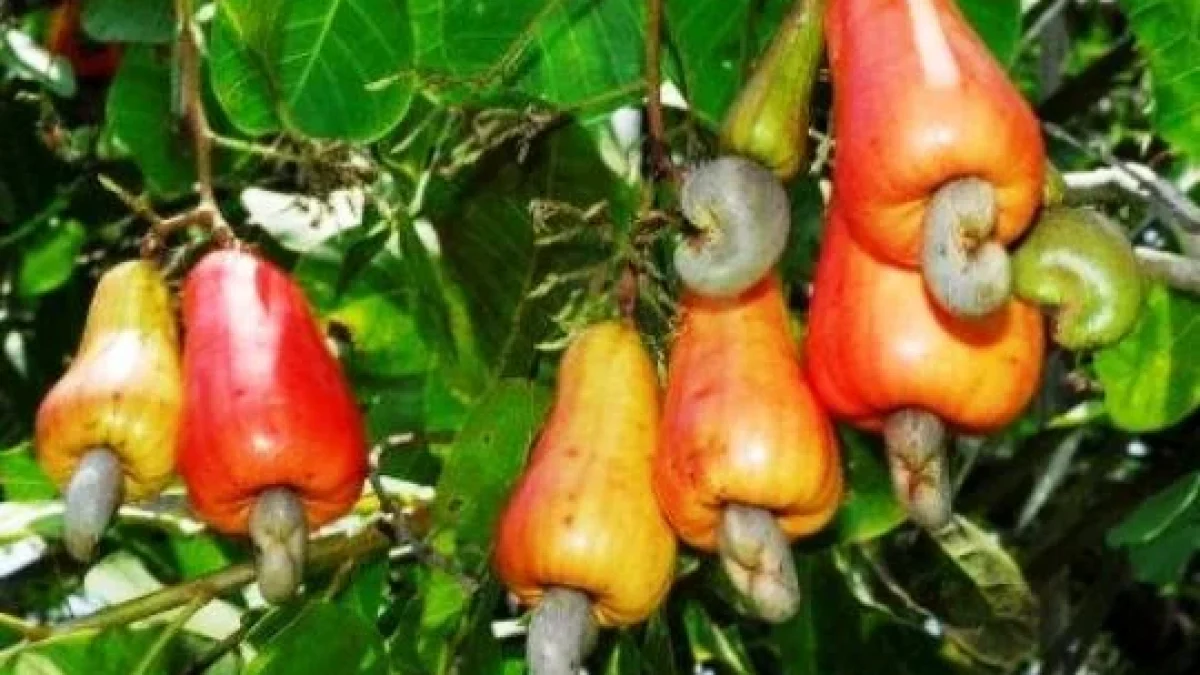 Manfaat Jambu Monyet (Jambu Mede) Bagi Kesehatan