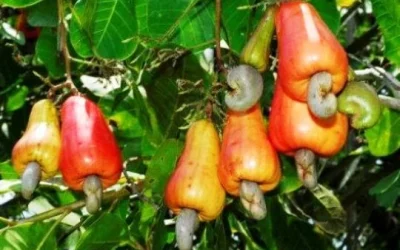 Manfaat Jambu Monyet (Jambu Mede) Bagi Kesehatan