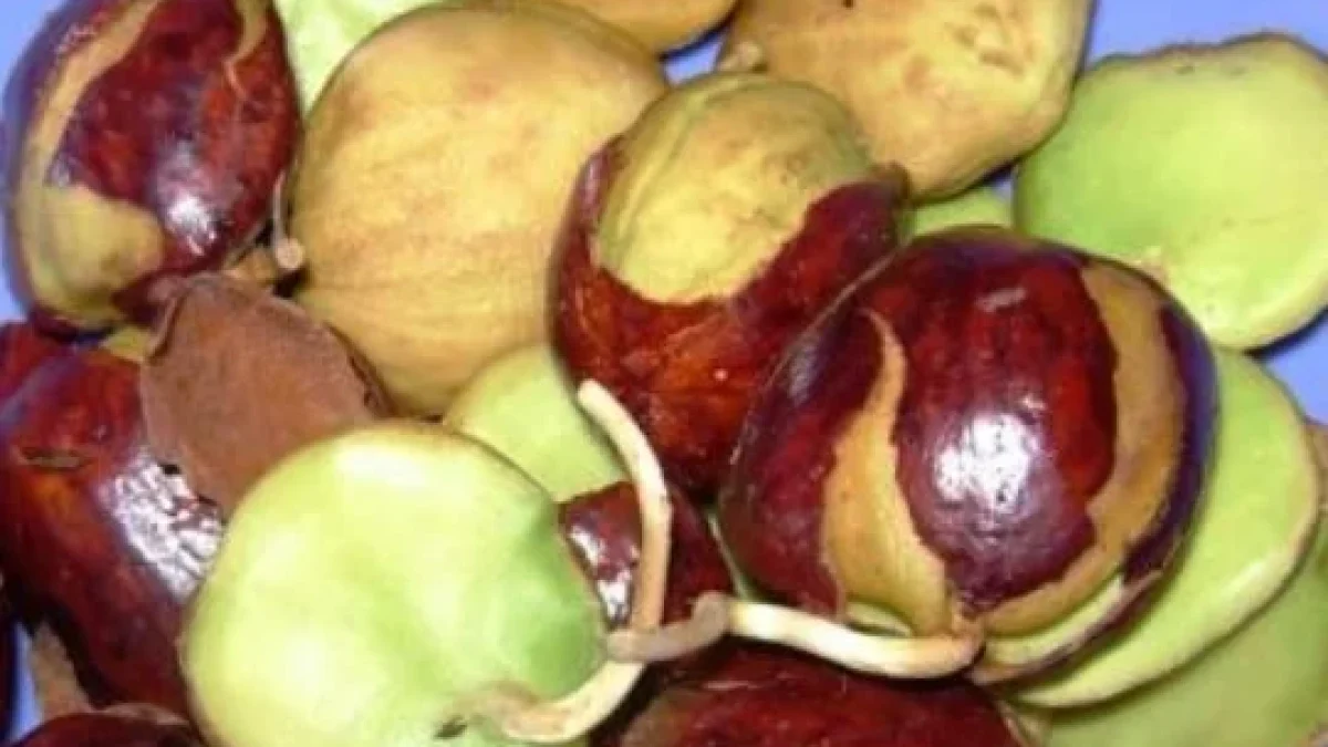 Manfaat Jengkol Bagi Kesehatan
