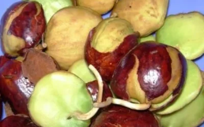 Manfaat Jengkol Bagi Kesehatan