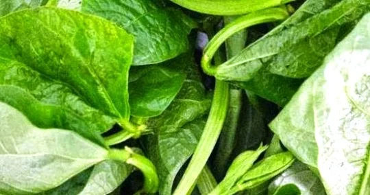Manfaat Sayur Lembayung Bagi Kesehatan Dan Kandungan Gizinya