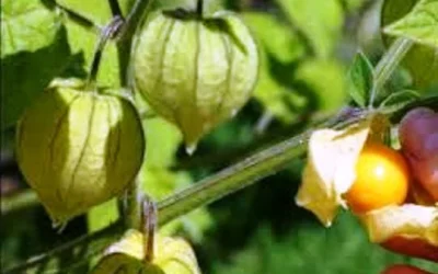 Manfaat Buah Ciplukan, Akar Serta Daun