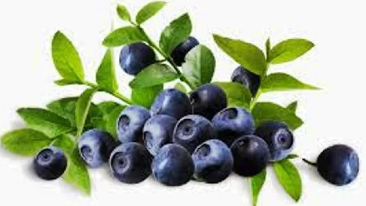 Manfaat Blueberry Bagi Kesehatan