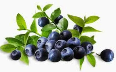 Manfaat Blueberry Bagi Kesehatan