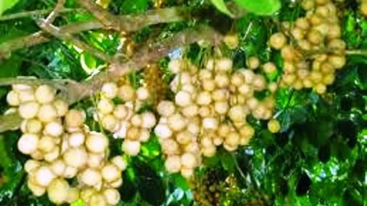Manfaat Buah Duku Bagi Kesehatan