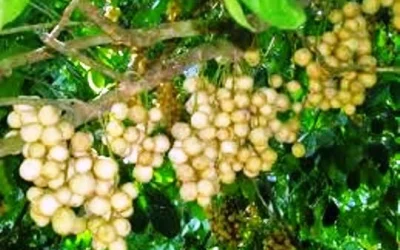 Manfaat Buah Duku Bagi Kesehatan