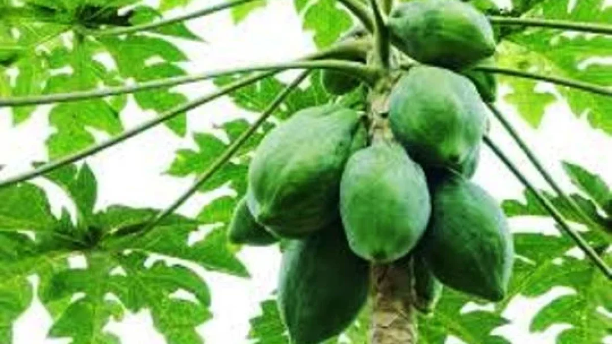 Manfaat Daun Pepaya Bagi Kesehatan