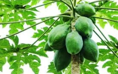 Manfaat Daun Pepaya Bagi Kesehatan