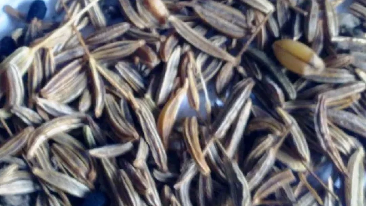 Inilah Manfaat Jintan Hitam Bagi Kesehatan Dan Efek Sampingnya