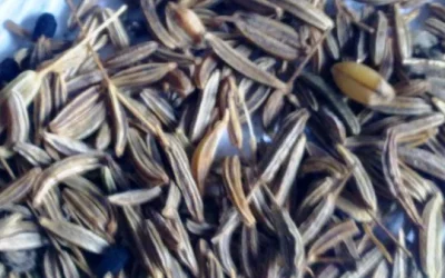 Inilah Manfaat Jintan Hitam Bagi Kesehatan Dan Efek Sampingnya