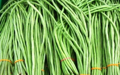 Manfaat Kacang Panjang Sebagai Sumber Antioksidan Tubuh
