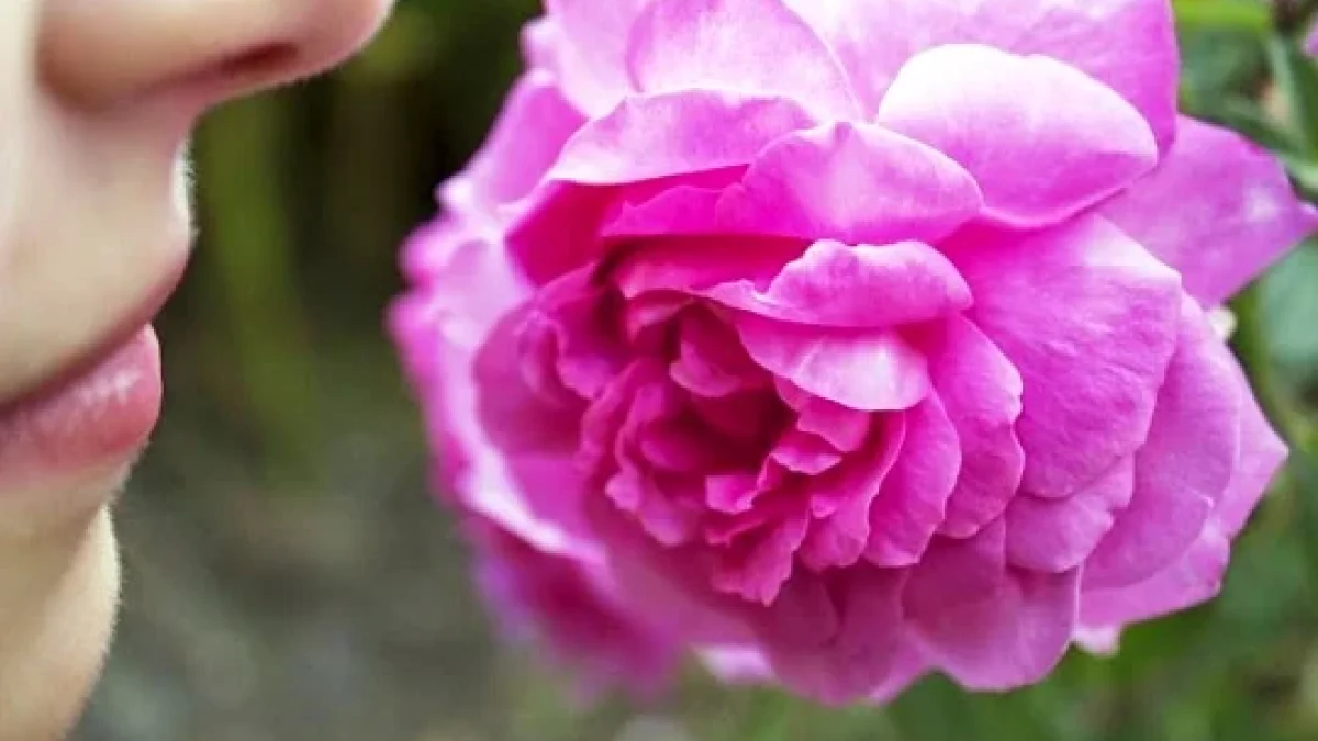 Anosmia: Pengertian Dan Penyebab