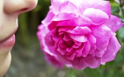Anosmia: Pengertian Dan Penyebab