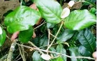 Cara Mengatasi Kanker Dengan Benalu Teh