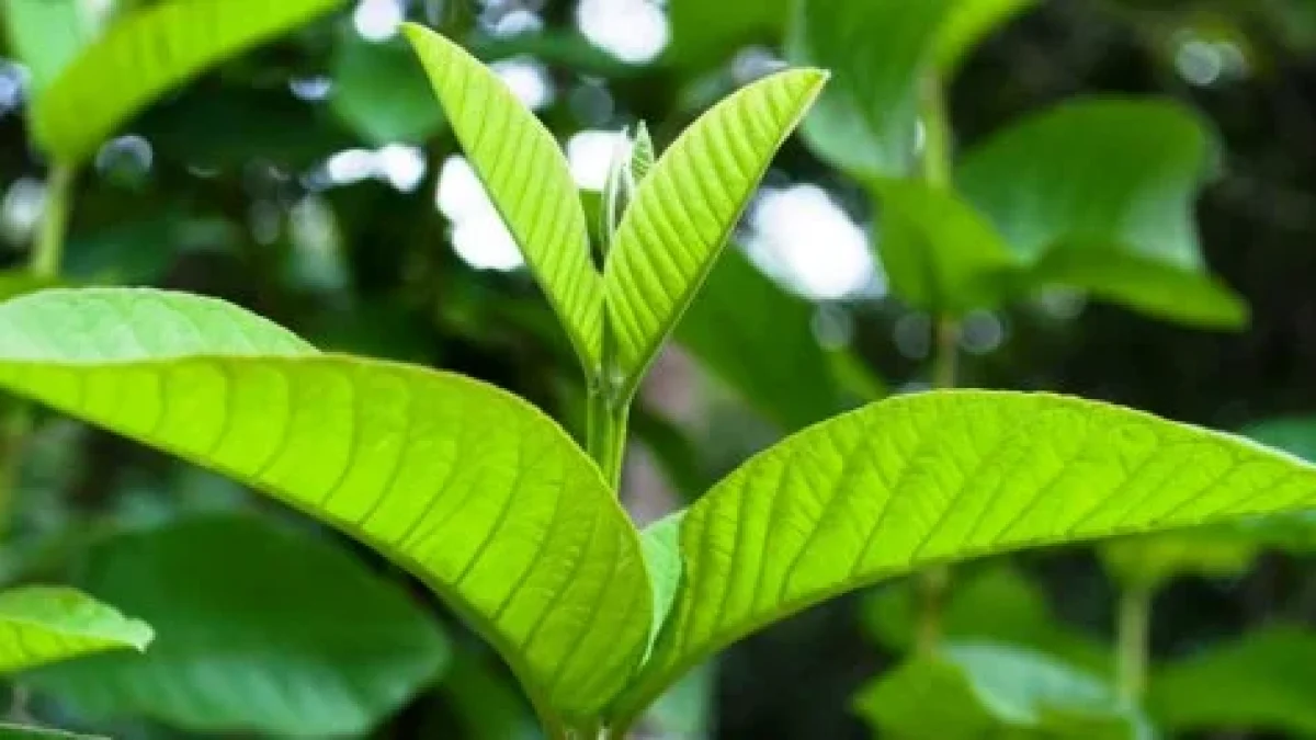 Cara Mengatasi Diare Dengan Daun Jambu Biji