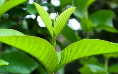 Cara Mengatasi Diare Dengan Daun Jambu Biji