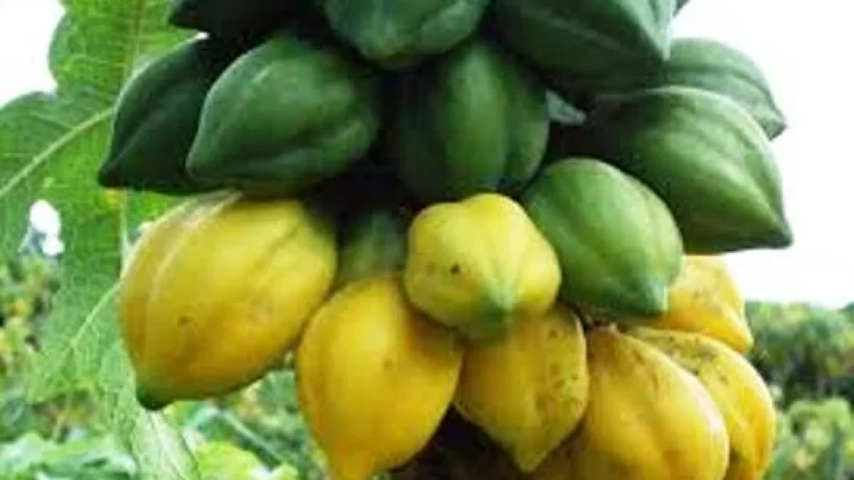 Manfaat Buah Carica Untuk Kesehatan Mampu Membunuh Bakteri Di Dalam Usus