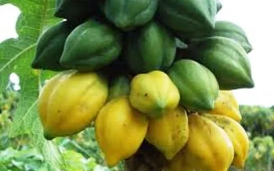 Manfaat Buah Carica Untuk Kesehatan Mampu Membunuh Bakteri Di Dalam Usus