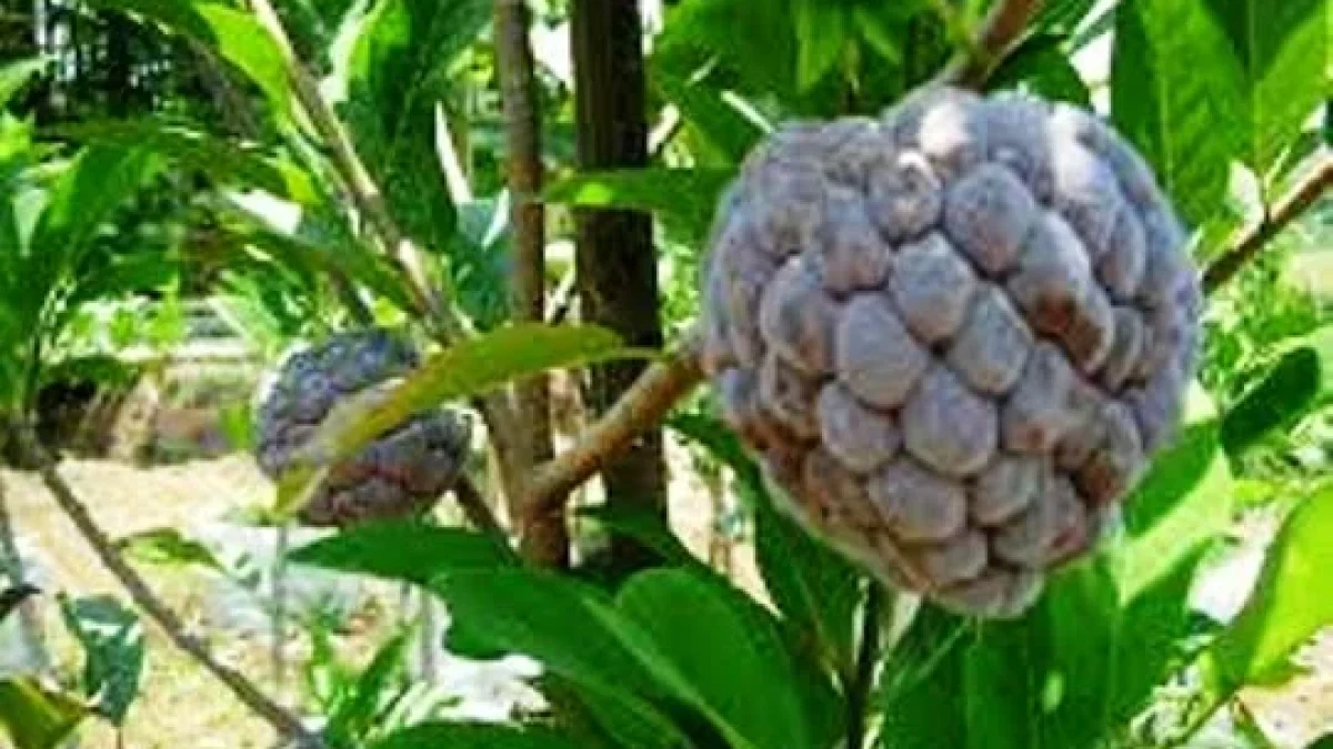 Manfaat Buah Srikaya Mampu Mencegah Penyakit Diabetes Sampai Kesehatan Kulit
